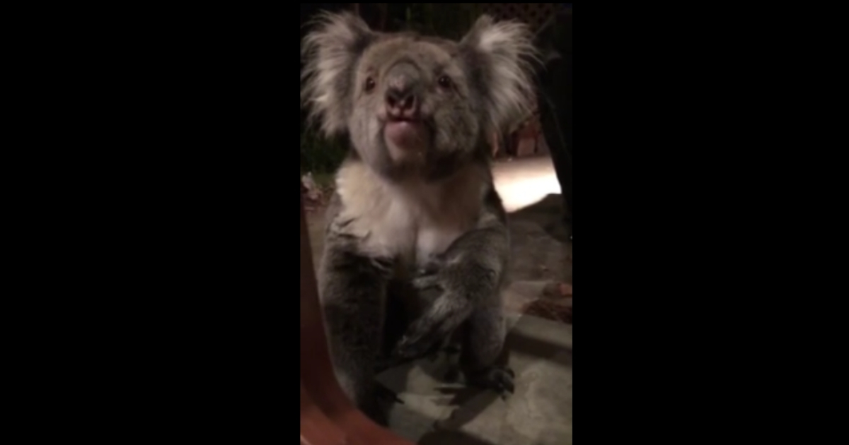 Koala tries to get in house