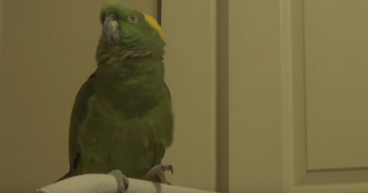Talking green parrot