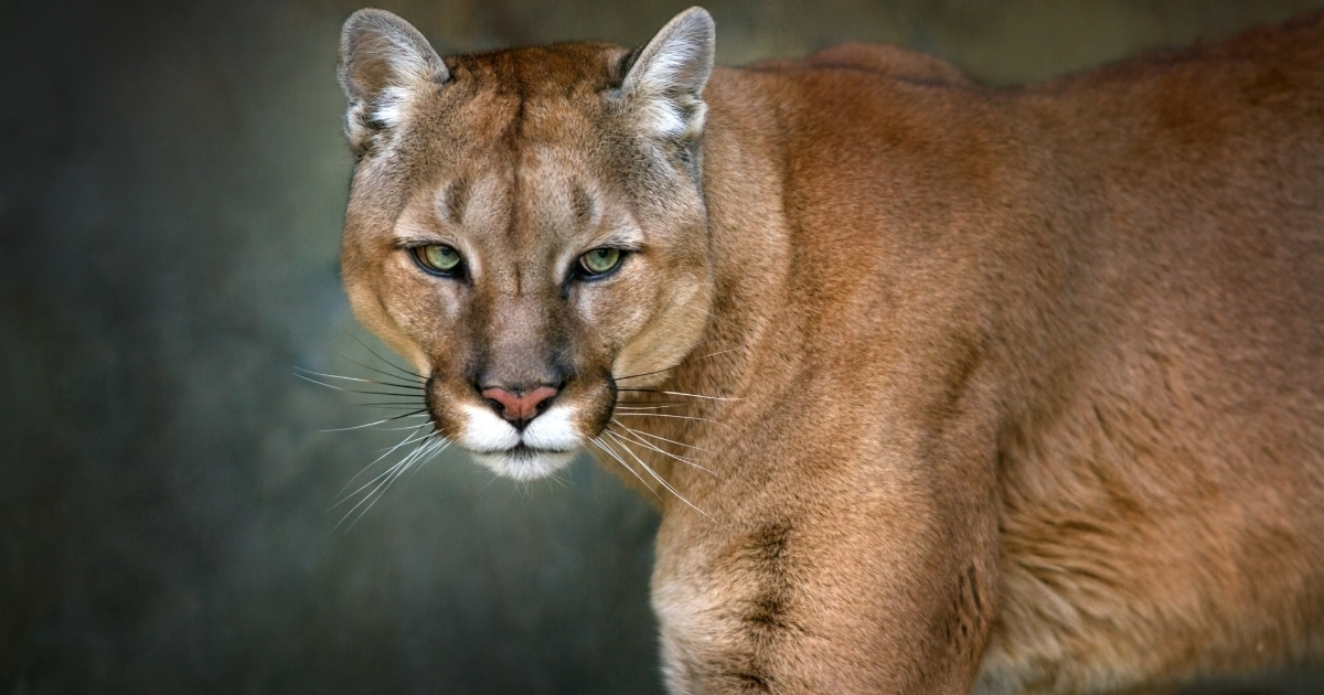 Mountain Lion