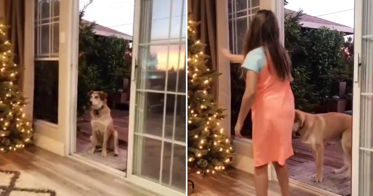 Dog sits and waits outside, left, and girl pretends to open door, right.