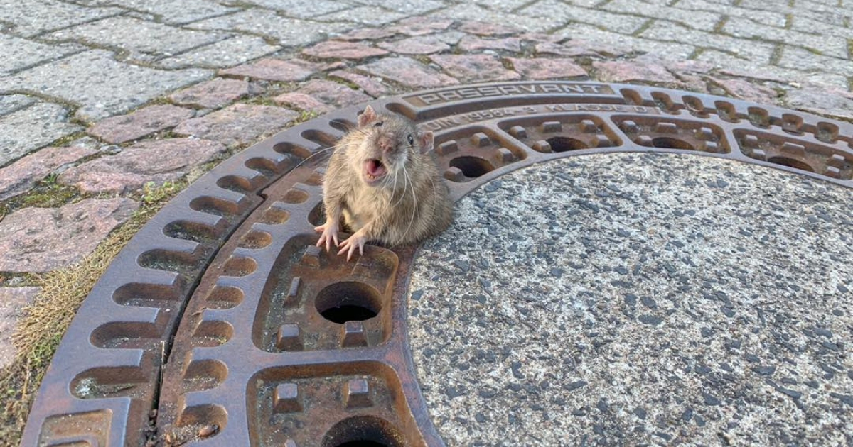Rat stuck in manhole cover.