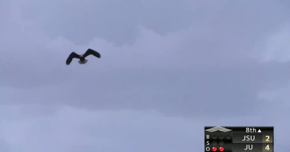 A bald eagle flies over a NCAA baseball game in Florida.
