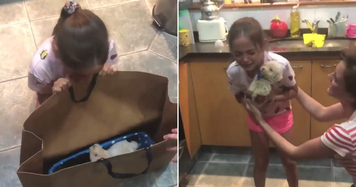 Little girl is surprised with a puppy