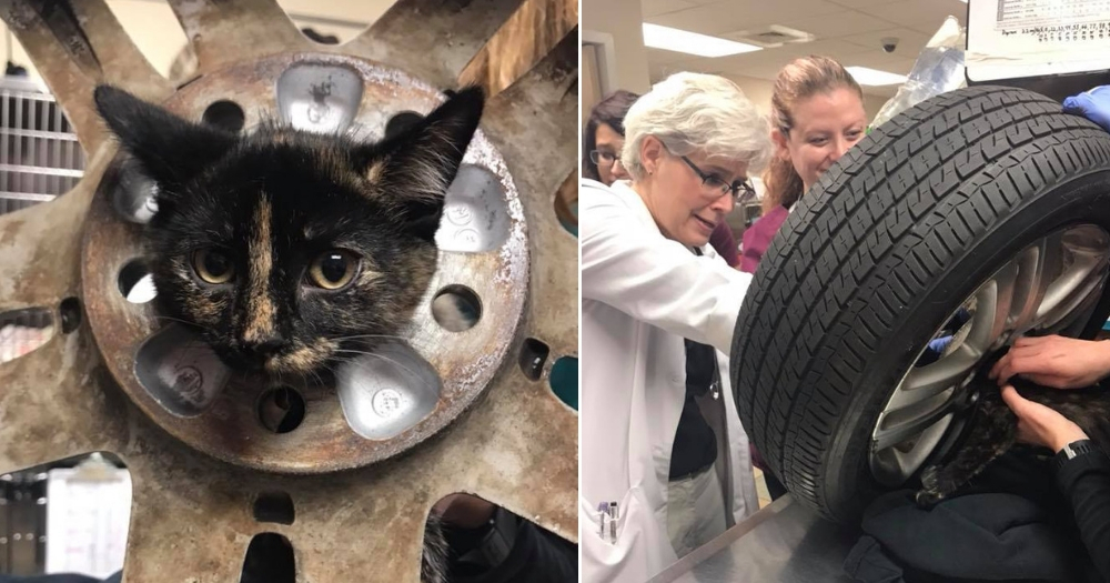 A cat stuck in a tire