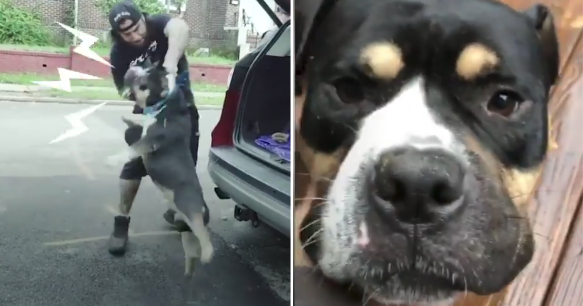 Pit Bull jumps at man, left, and asks for pets, right.