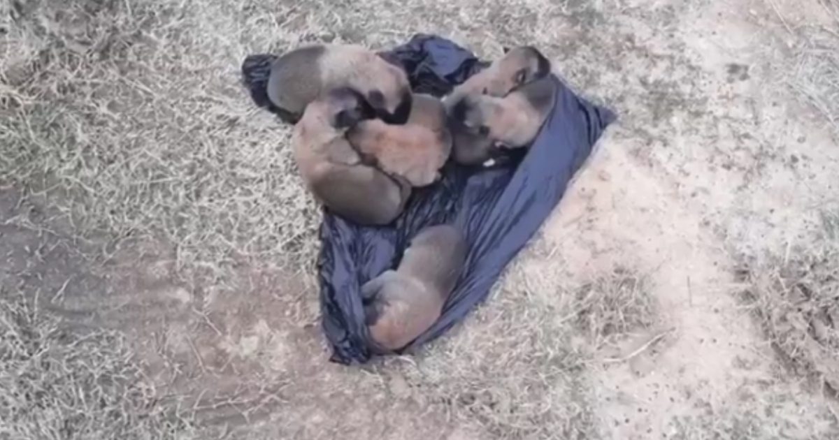 Puppies abandoned in a bag