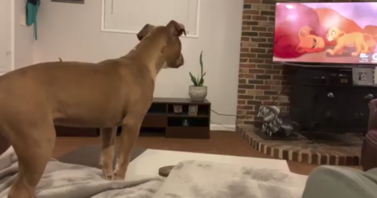 Dog cries during 'The Lion King'