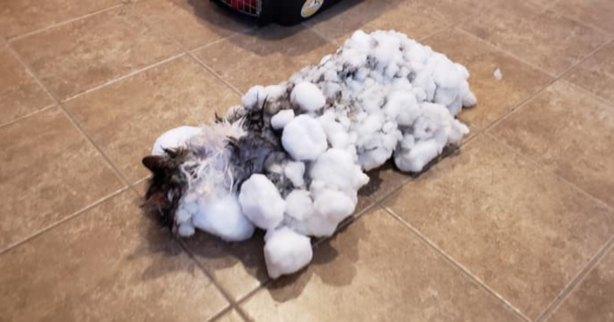 Cat covered in snowballs.