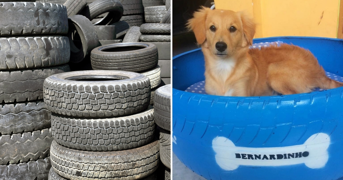 Pile of tires, left, dog in tire bed, right.