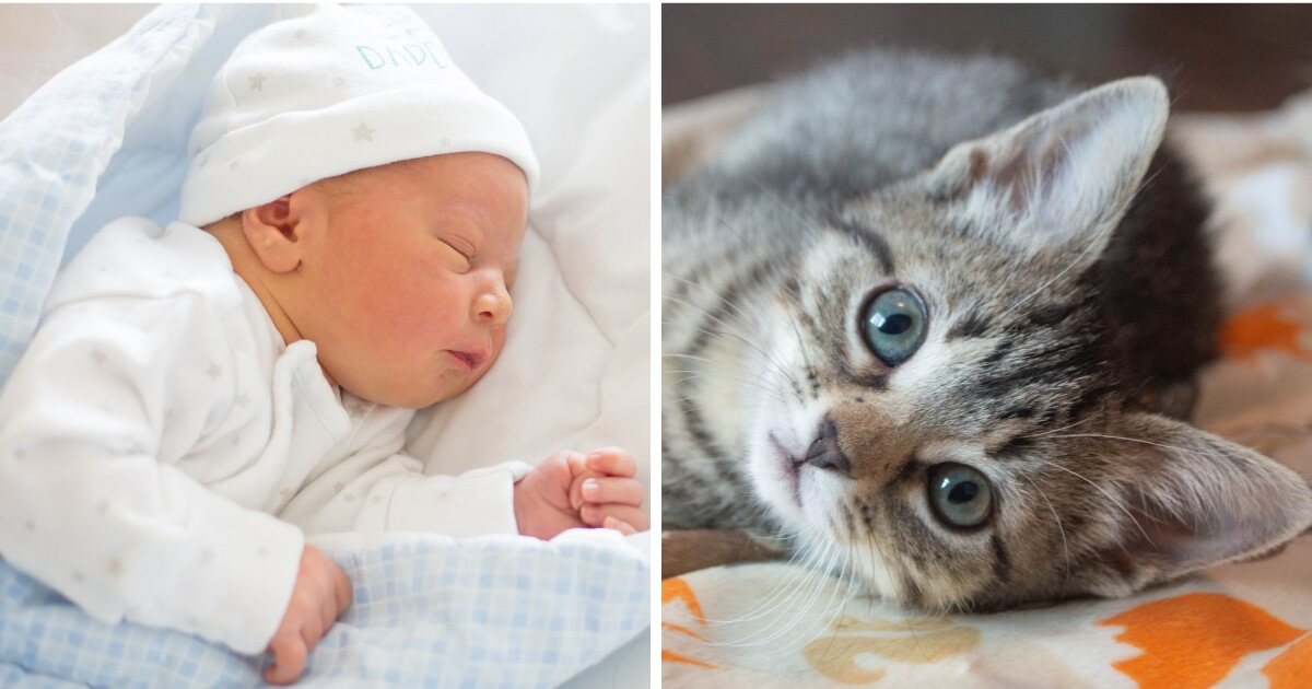 Newborn baby; kitten