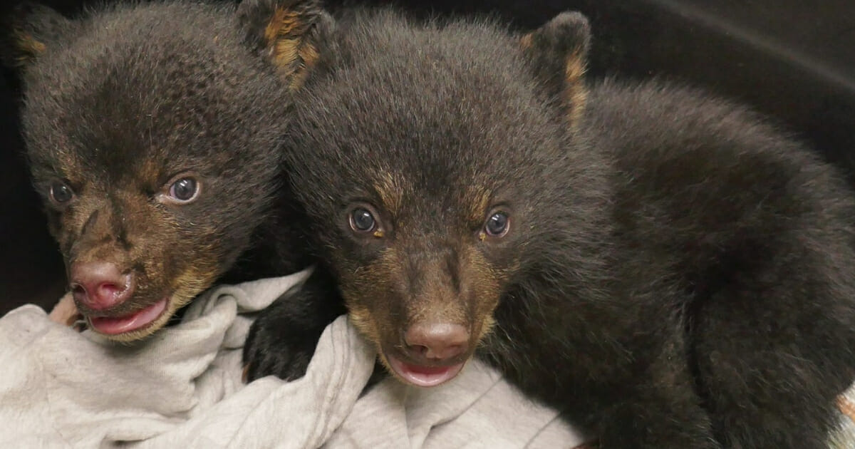 Bear Cub Rescue