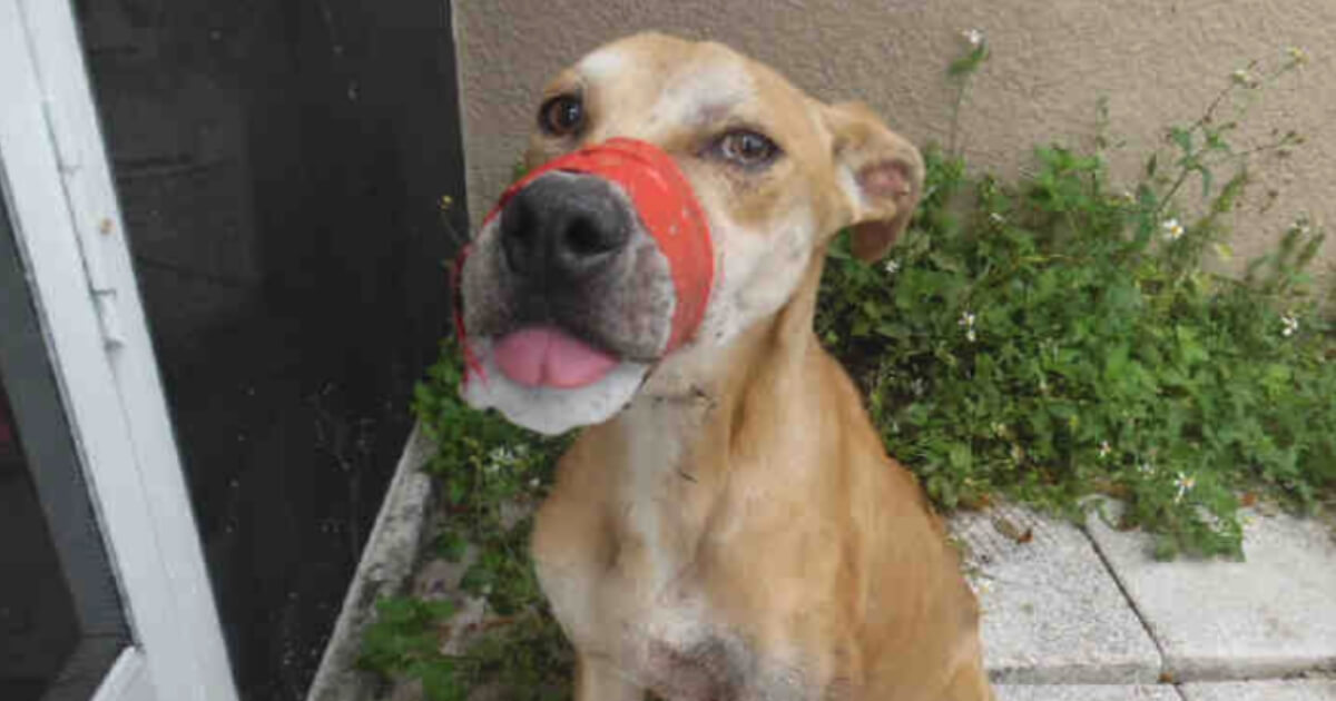 Chance was found on the streets of Lee County, Florida, with his mouth taped shut.