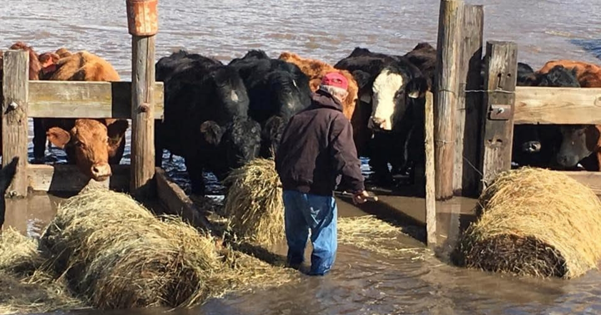 Rancher helping his cattle in a flood.
