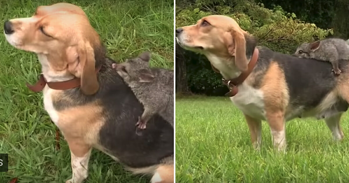 Dog Adopts Possum