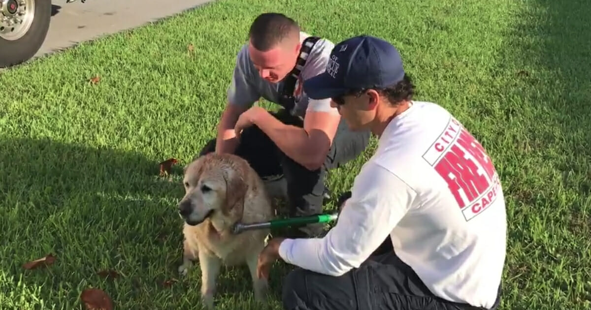 Dog Rescued from Canal
