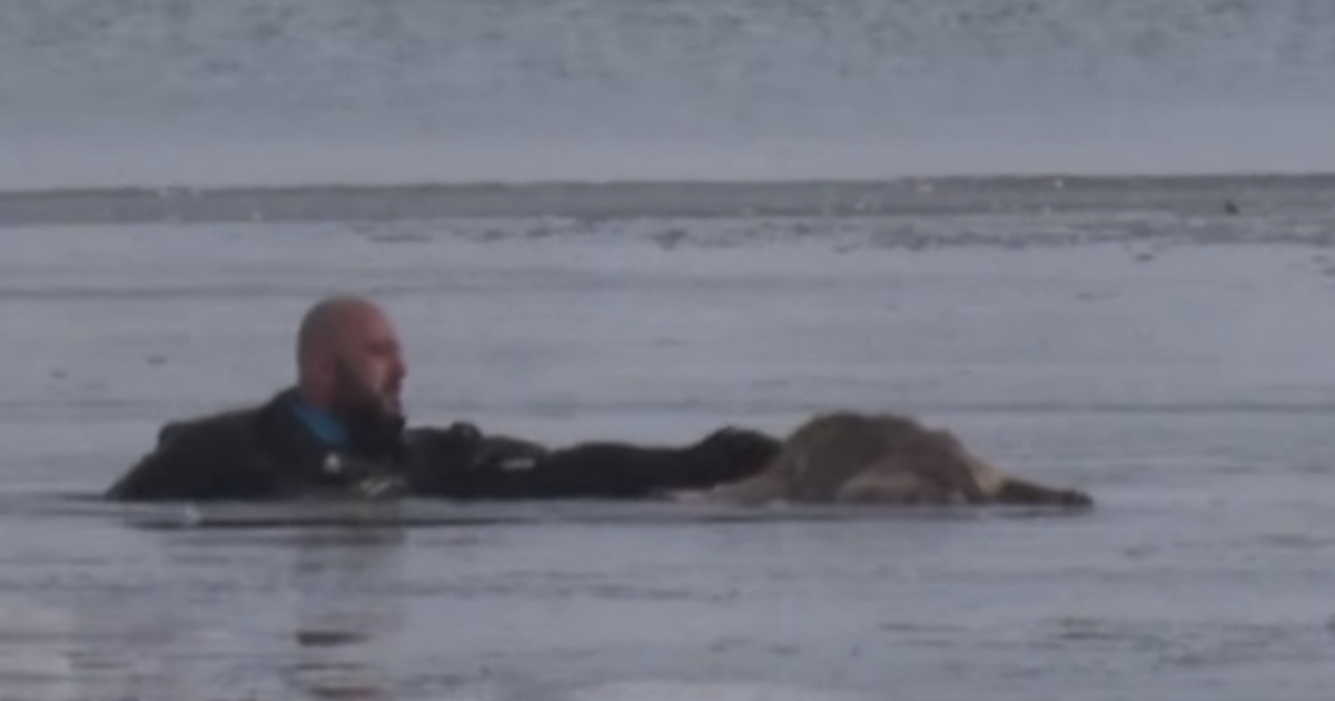 Dog Rescued from Ice