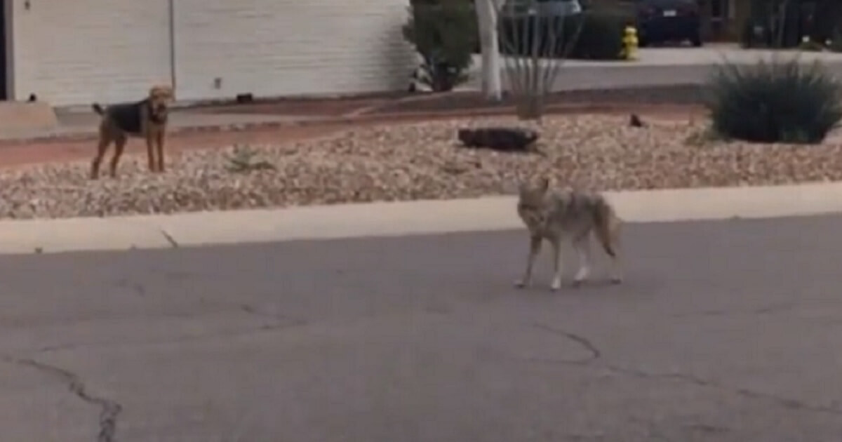 A dog and a coyote together.