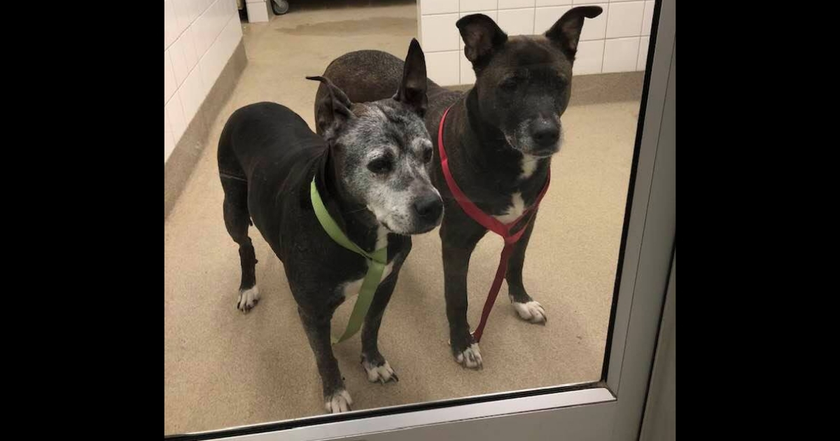 Dogs Abandoned in Petco