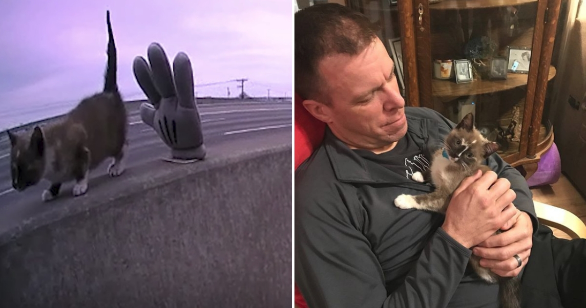 Kitten on highway median, left, and kitty cuddling with rescuer, right.
