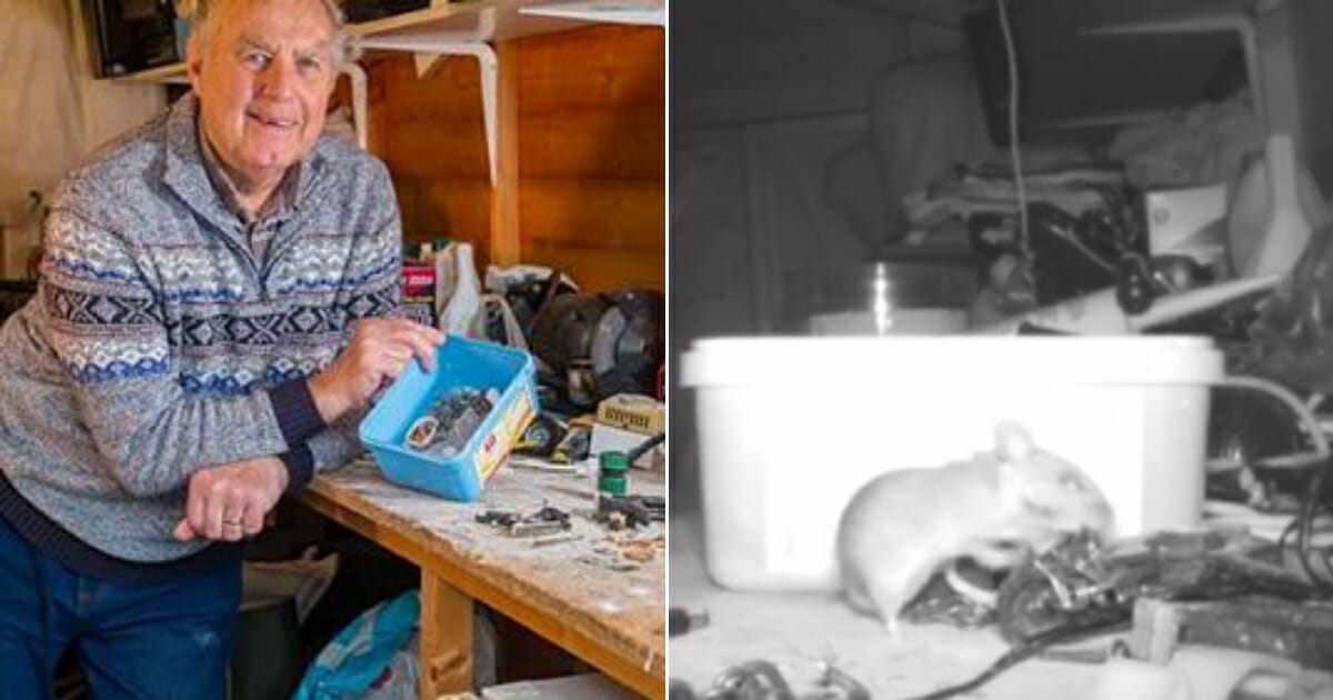 Elderly man in a shed, left, and mouse cleaning up, right.