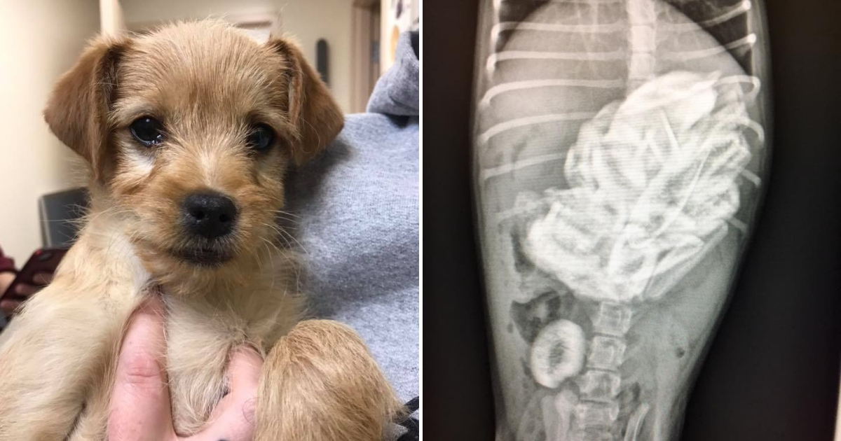 Puppy and x ray