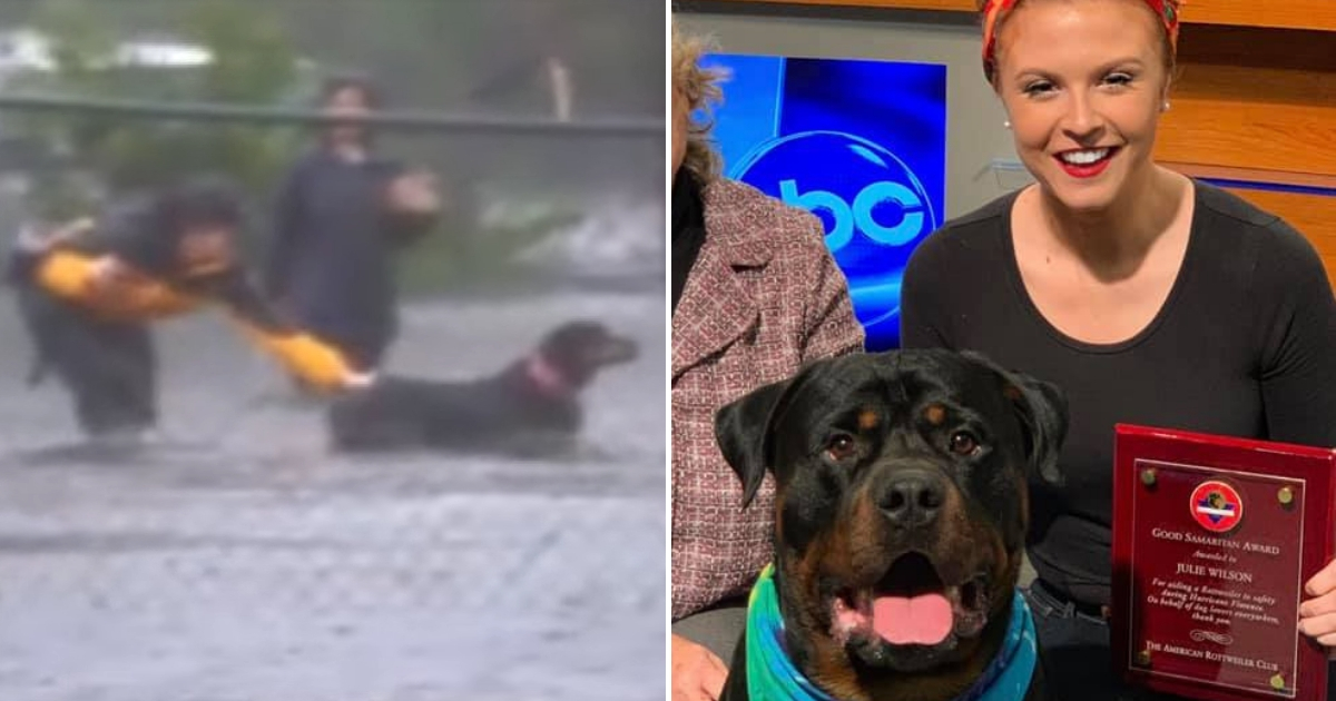 Rottie Rescue Florence