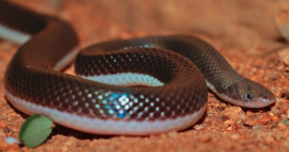 A stiletto snake