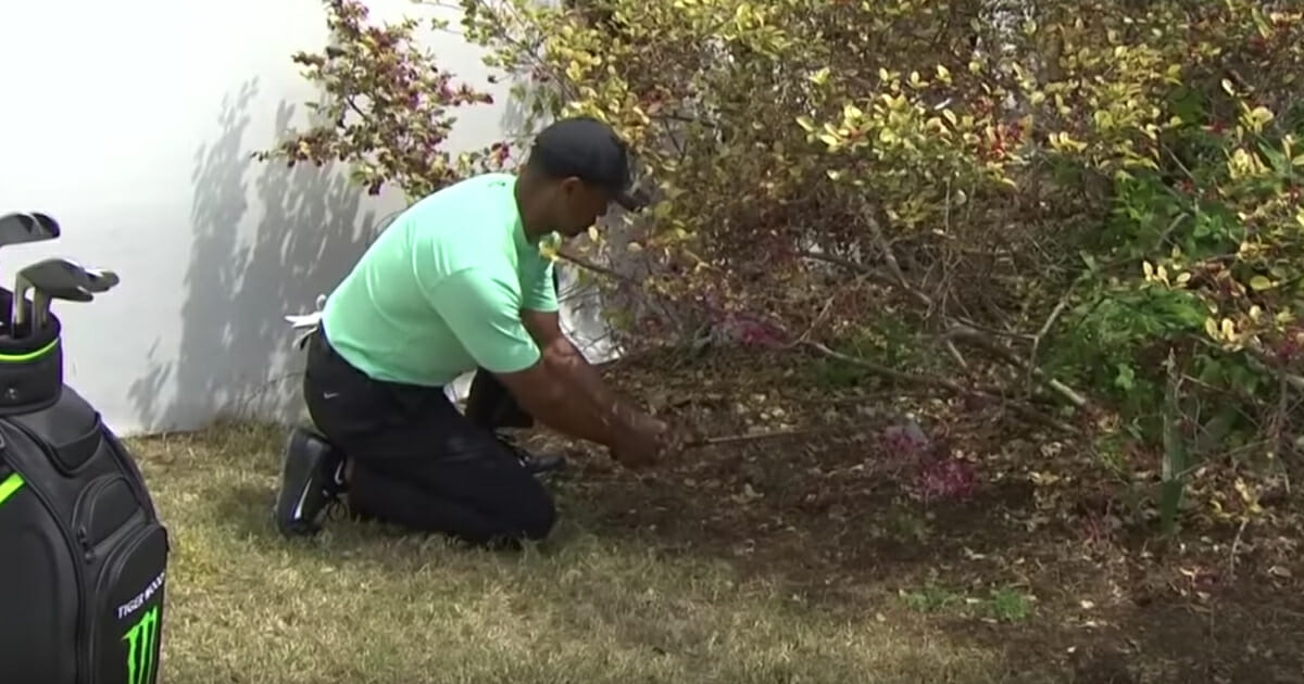 Tiger Woods shoots through a bush on his knees in Austin, Texas.