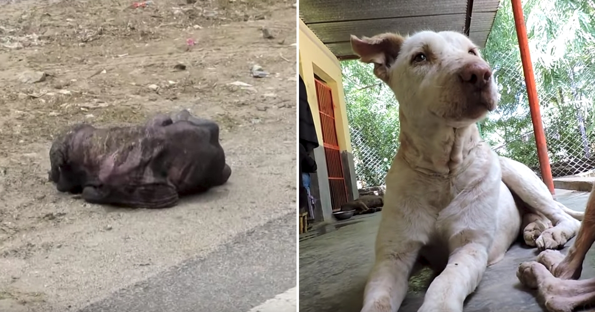 Skinny dog on the side of the road, left, and him healed and furry, right.