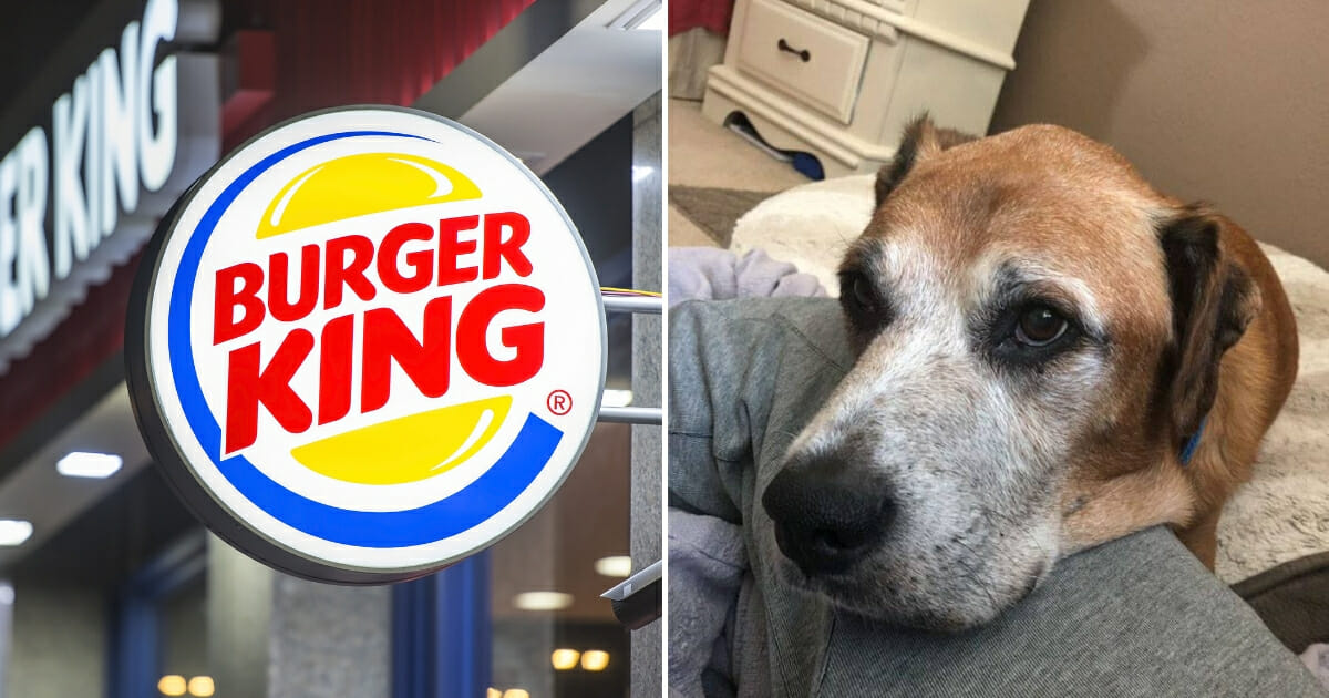 Burger King restaurant, left, and old dog, right.