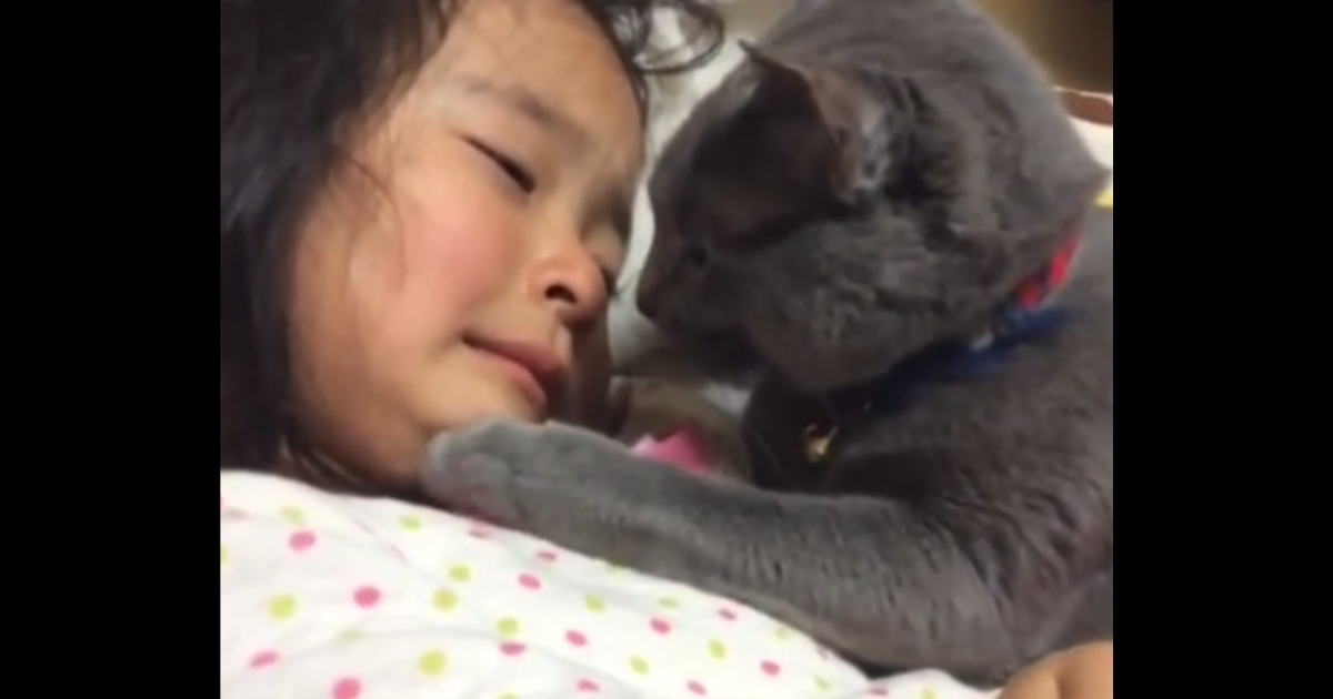 Kitten comforts her human.