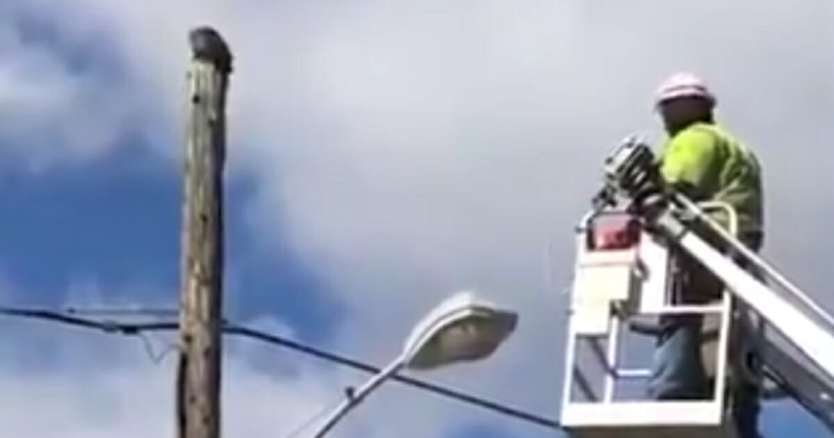 Man rescues cat from top of telephone pole