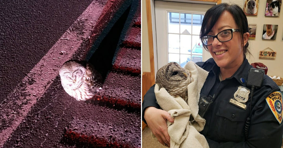 Owl on side of road, left, and wrapped up in a blanket with a police officer, right.