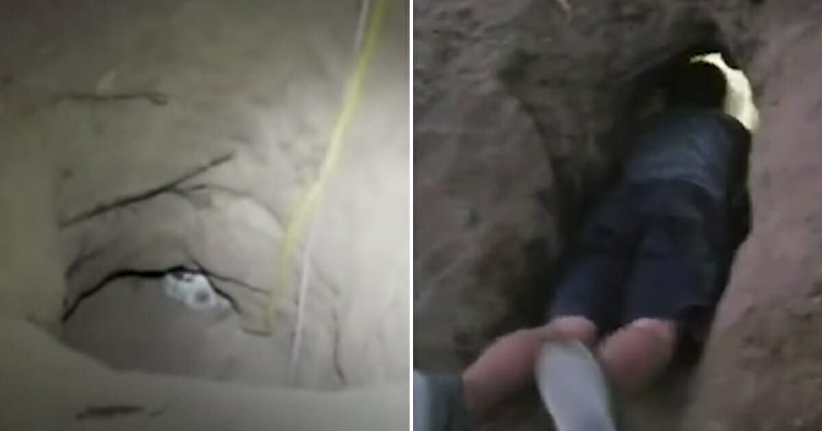 Puppies in hole, left, and boy crawling into hole, right.