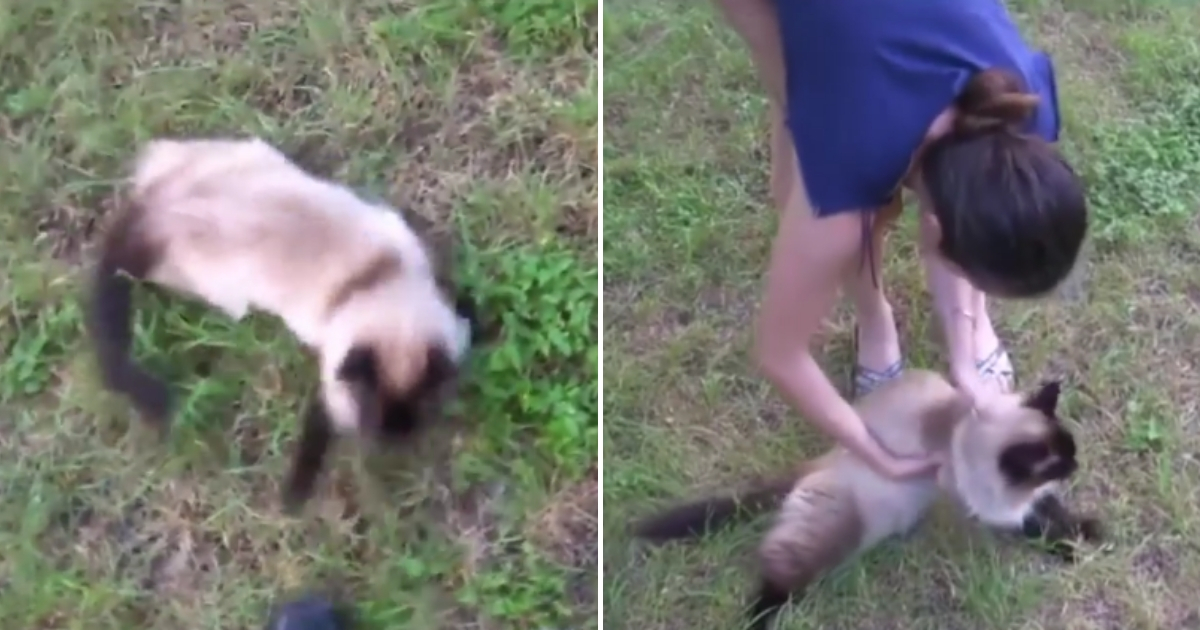 Cat swatting at shoe, left, and its owner picking it up, right.