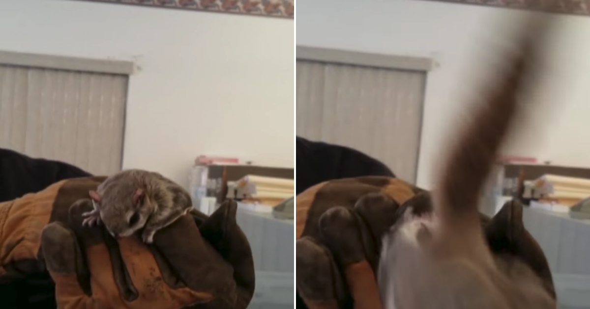 Squirrel in hand, left, and him jumping out, right.