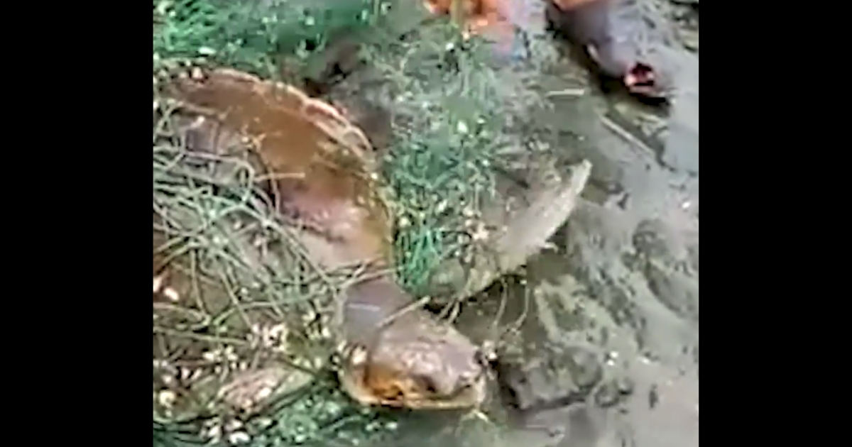 Turtle trapped in green net