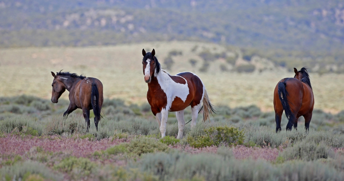 Wild horses roam free on state and some private land, outside federal disengaged horse management areas on May 31, 2017 outside Milford, Utah.