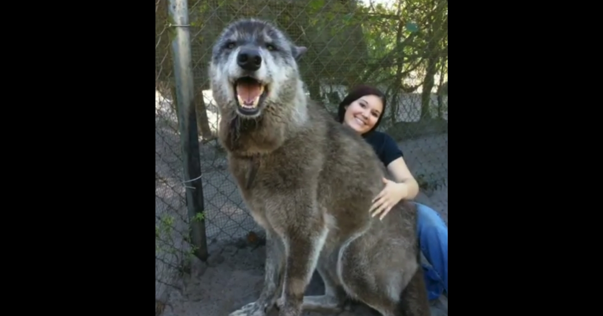 Wolf dog with volunteer.
