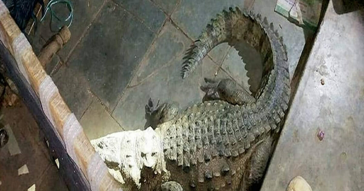Crocodile Under Bed