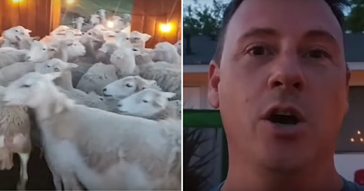 Flood of Sheep