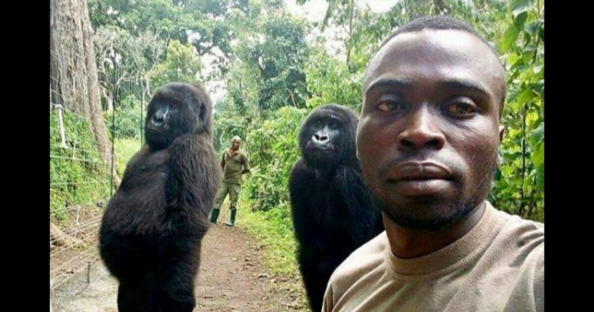 Two gorillas pose for a selfie.