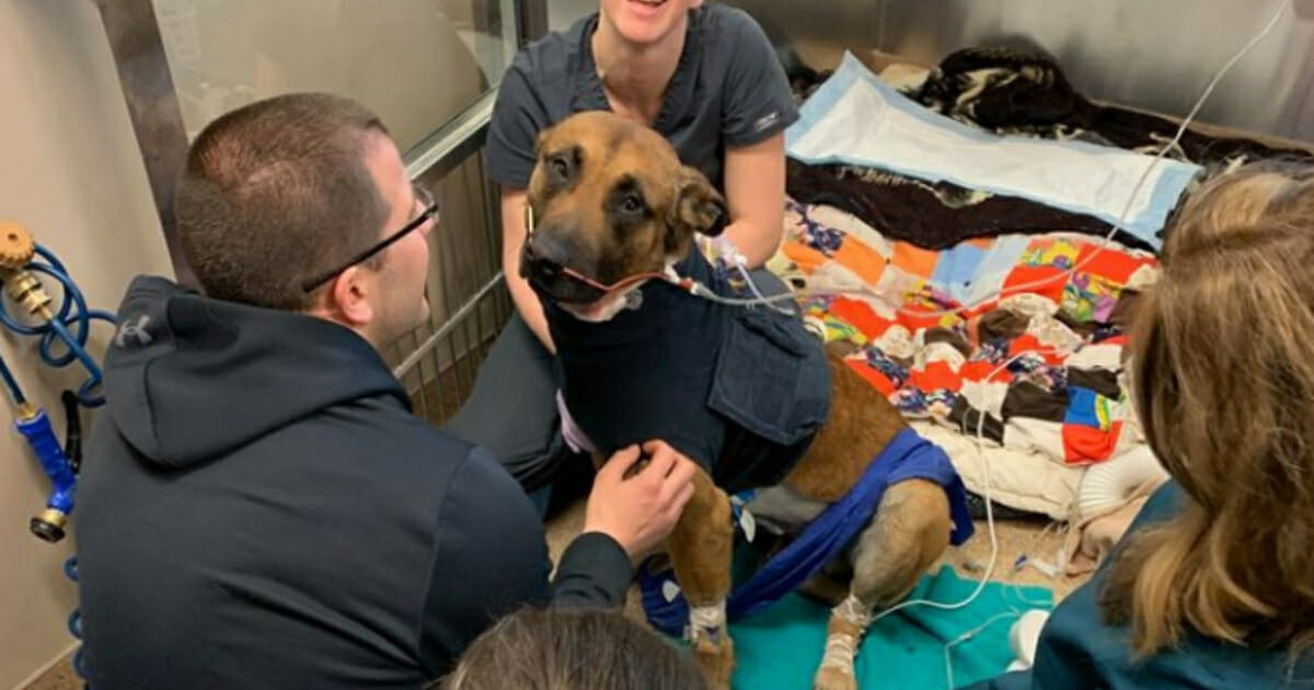K9 Pyro recovering in hospital