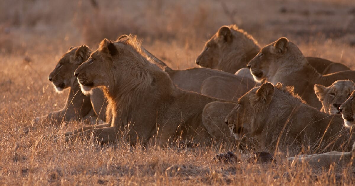 A pride of lions is pictured in a file photo from Kruger National Park in South Africa