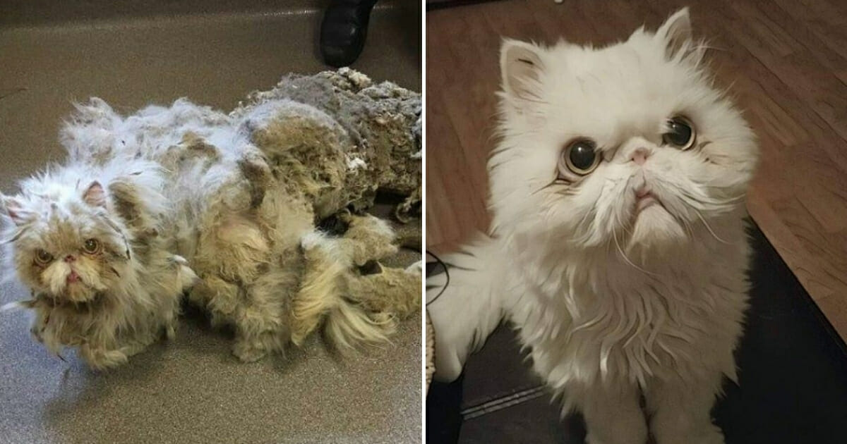 Neglected Cat Transformation