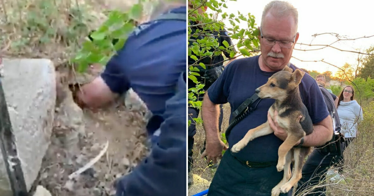 Puppy Under Rock Rescue