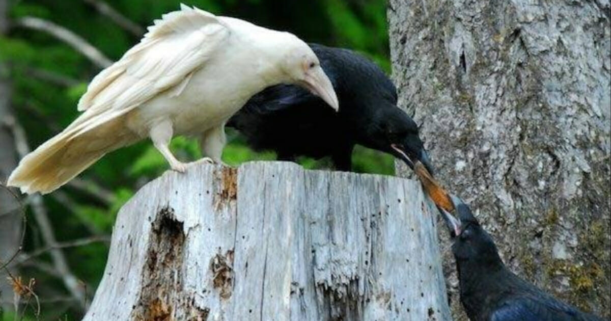 A white raven stands on a tree stump next to two black ravens.