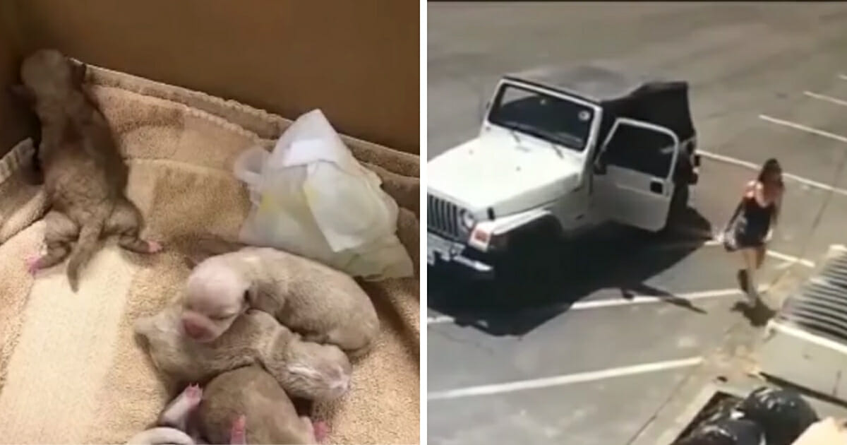 Puppies on a towel, left, and the surveillance footage of the woman dumping the puppies, right.