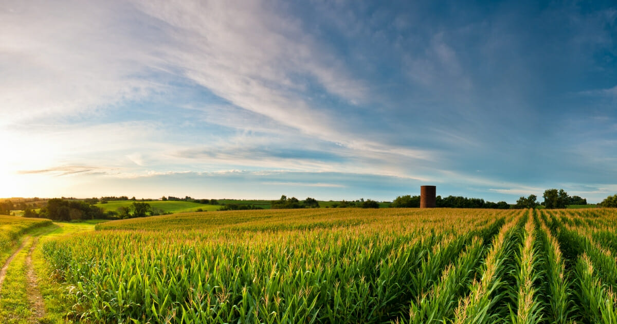 Corn field in Iowa