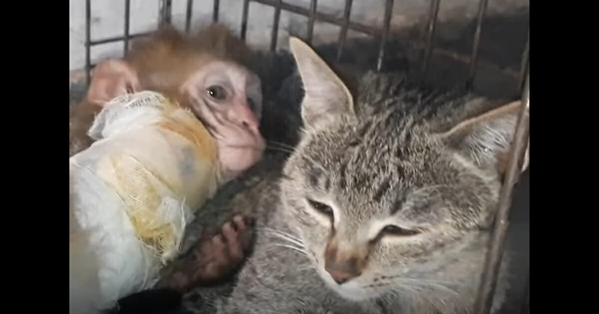 Monkey snuggling up next to cat.